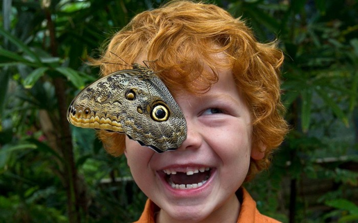 butterfly-boy-face_2177325k.jpg