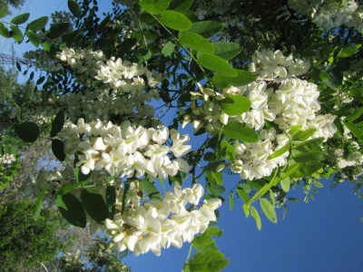 Acacia_2780.JPG