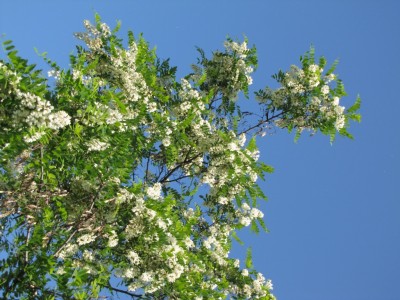 Acacia_2812.JPG