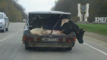 cow.jpg