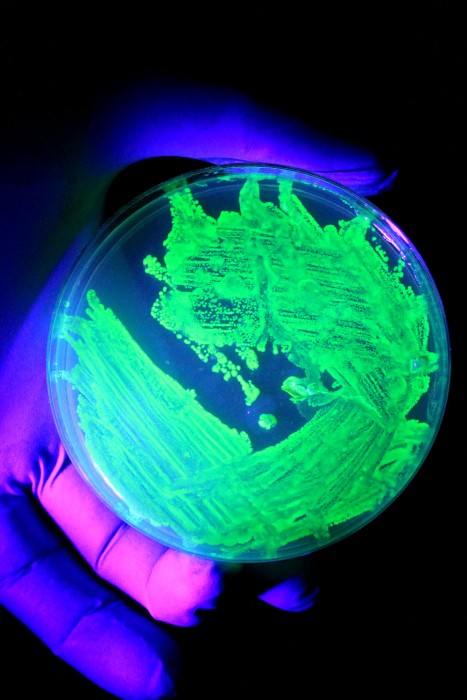 gfp-2.jpg