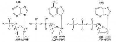 АМФ АДФ АТФ.JPG