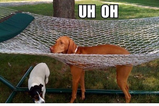 funny-dog-net-bed-uh-oh.jpg