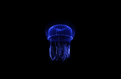 гифки-медуза-598625.gif