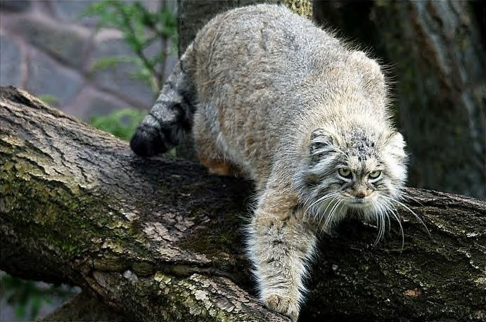 manul_22.jpg