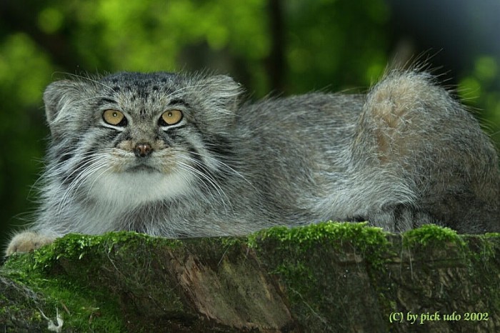 manul_24.jpg