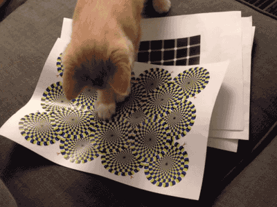 Котёнок ловит круги на картинке с оптической иллюзией.gif