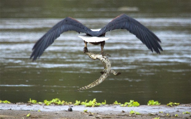 eagle-crocodile_2363667b.jpg