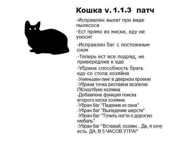 котэ-патч-457008.jpeg