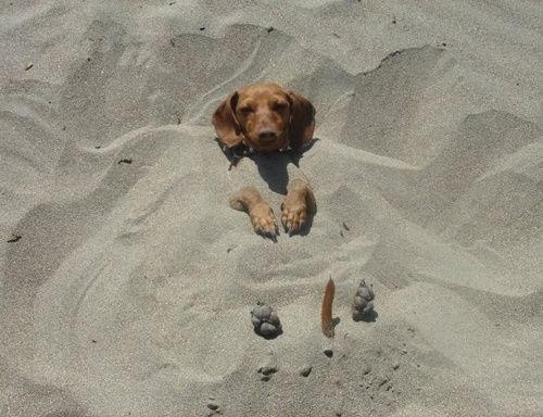 фото-собака-пляж-351794.jpeg