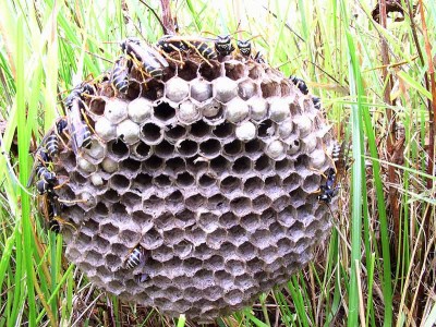 Hornet_nest.jpg