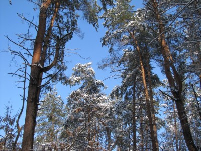 Forest-024.jpg