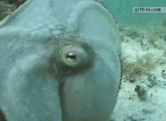 camouflaged-octopus.gif