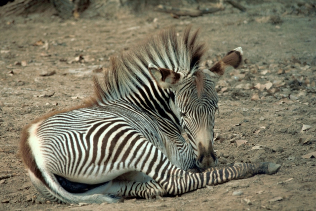 1361672222_grevy_zebra.jpg