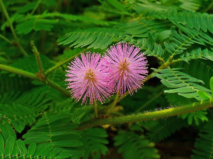 Mimosa_pudica.JPG