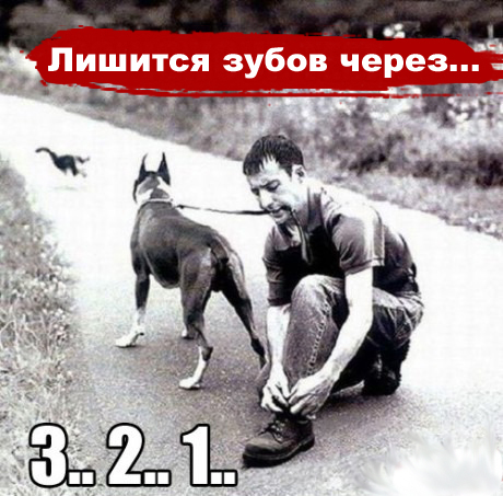 собака-96241.jpeg
