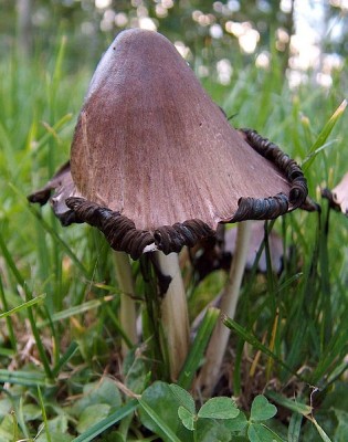 Coprinus_atramentarius.jpg