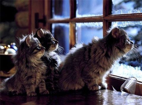 кот-зима-34930.jpeg