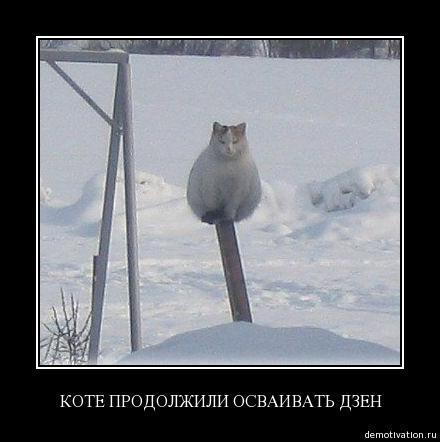 кот-демотиваторы-34798.jpeg