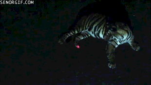 кот31.gif