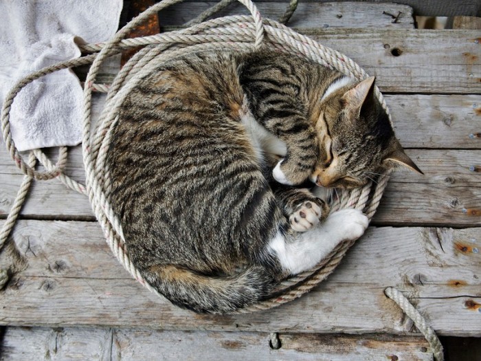 кот-44381.jpeg