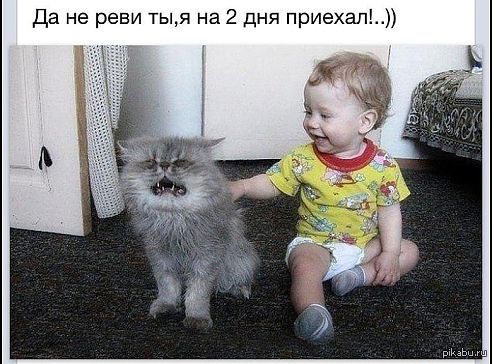 cat.jpg