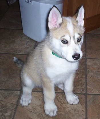 TimberWolfWolfHybridEasternCanadianTimberWolvesTykoda4.jpg