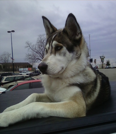 TimberWolfWolfHybridEasternCanadianTimberWolvesTykoda2.jpg