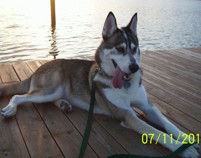 TimberWolfWolfHybridEasternCanadianTimberWolvesTykoda1.jpg