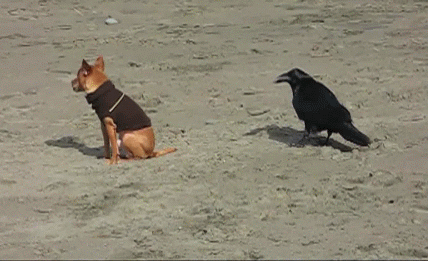 1372932273_254276805.gif