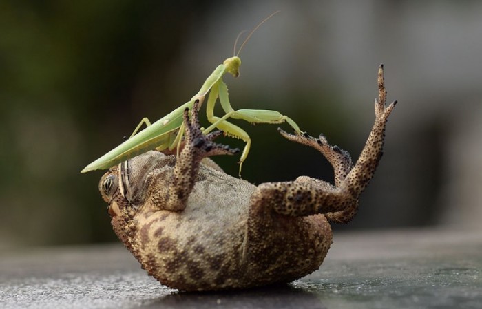 POTD_frog_mantis_2710616k.jpg
