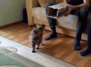 кот-коробка.gif