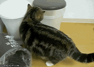 кот-113052.gif