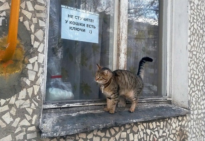 кот.jpeg