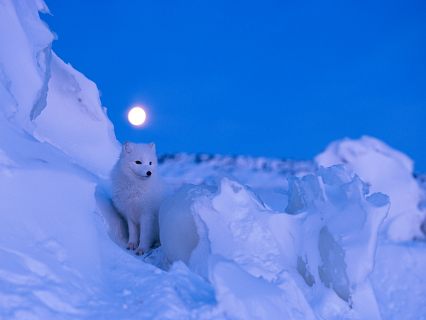 arctic-fox-manitoba-canada_65013_600x450.jpg