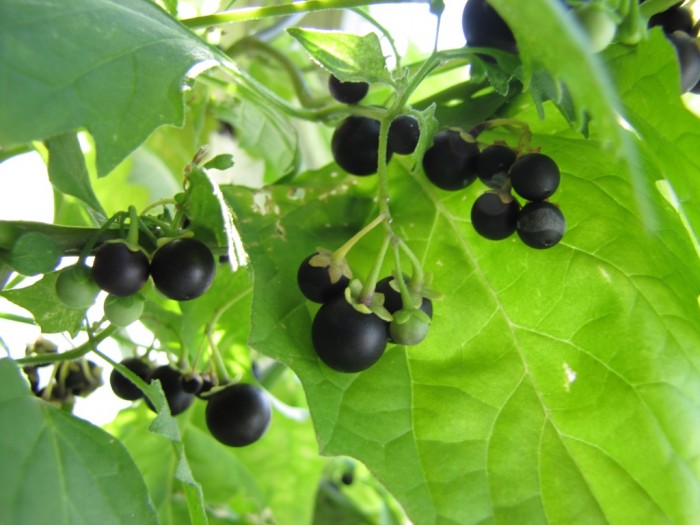 Solanum-nigrum-3[1].JPG