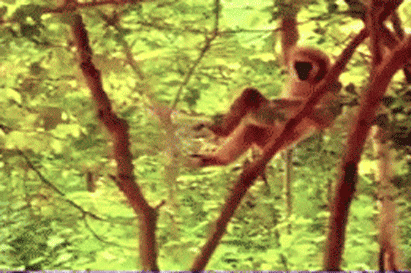1011205.gif