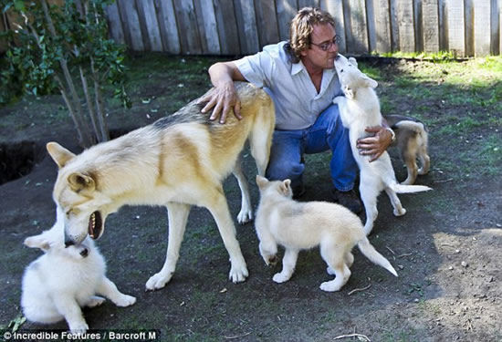 1284894031_domestic-wolves3.jpg