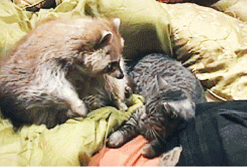 3.gif