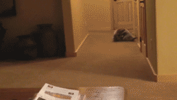 5.gif