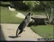 7.gif