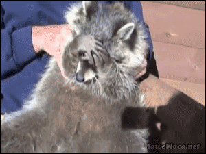10.gif