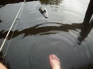 file.gif