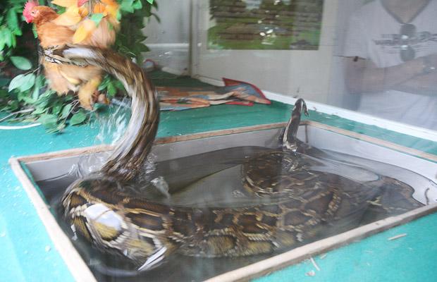 snake-chicken-1_1446410i[1].jpg