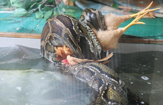 snake-chicken-2_1446409i[1].jpg