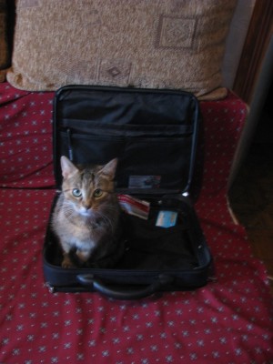 Cat- 001.jpg