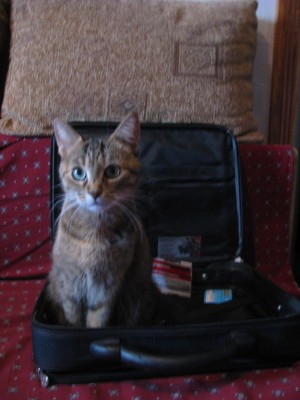 Cat-006.jpg
