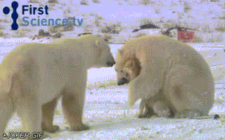 dc5b1348c3fc[1].gif