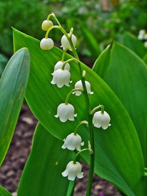 Convallaria_majalis.JPG