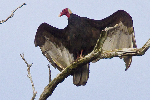 _MG_0738_turkey_vulture_Cathartes._aura[1].jpg